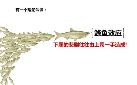 鰷魚效應|頭魚理論